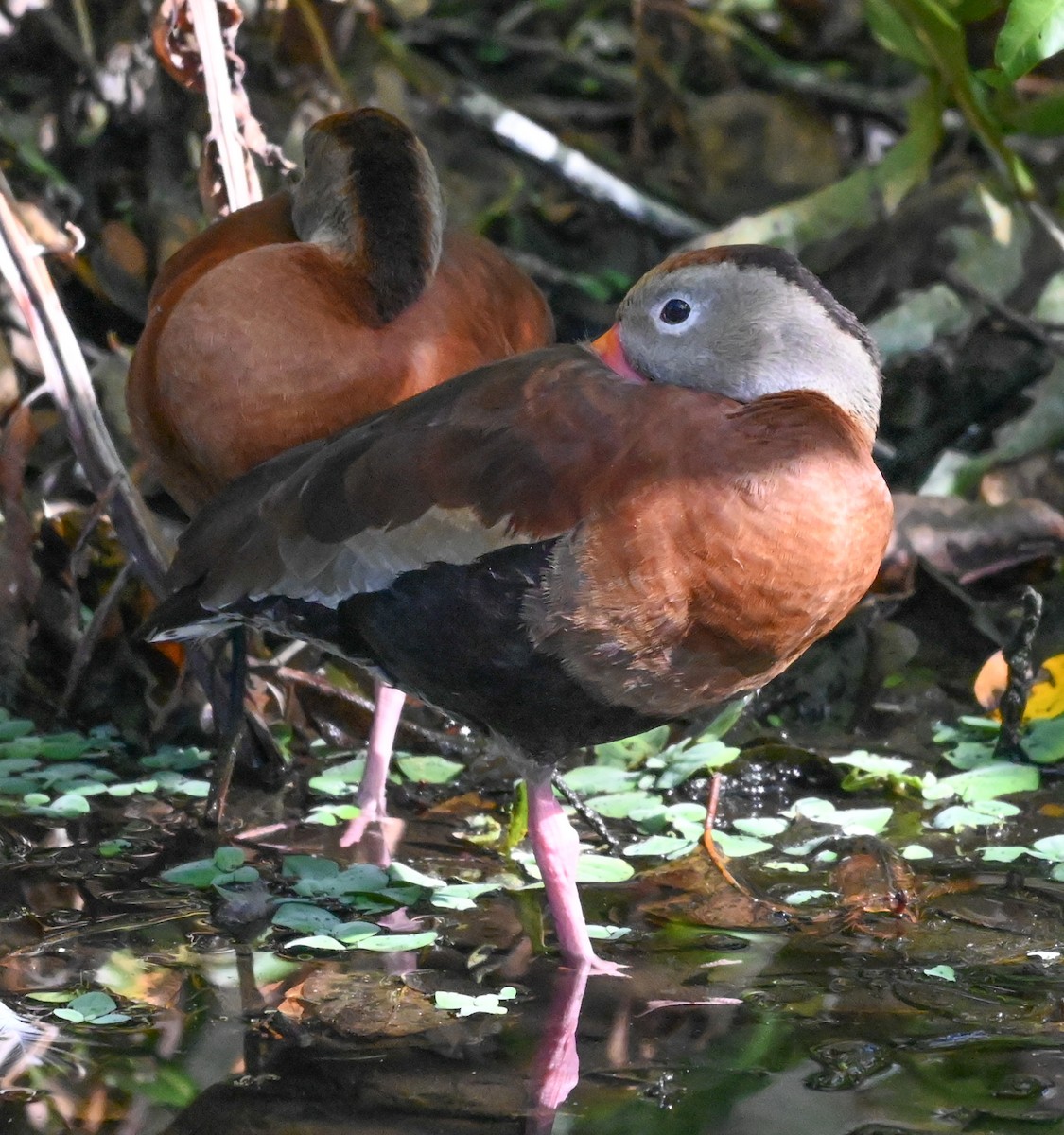 Black-bellied Whistling-Duck - ML646273415