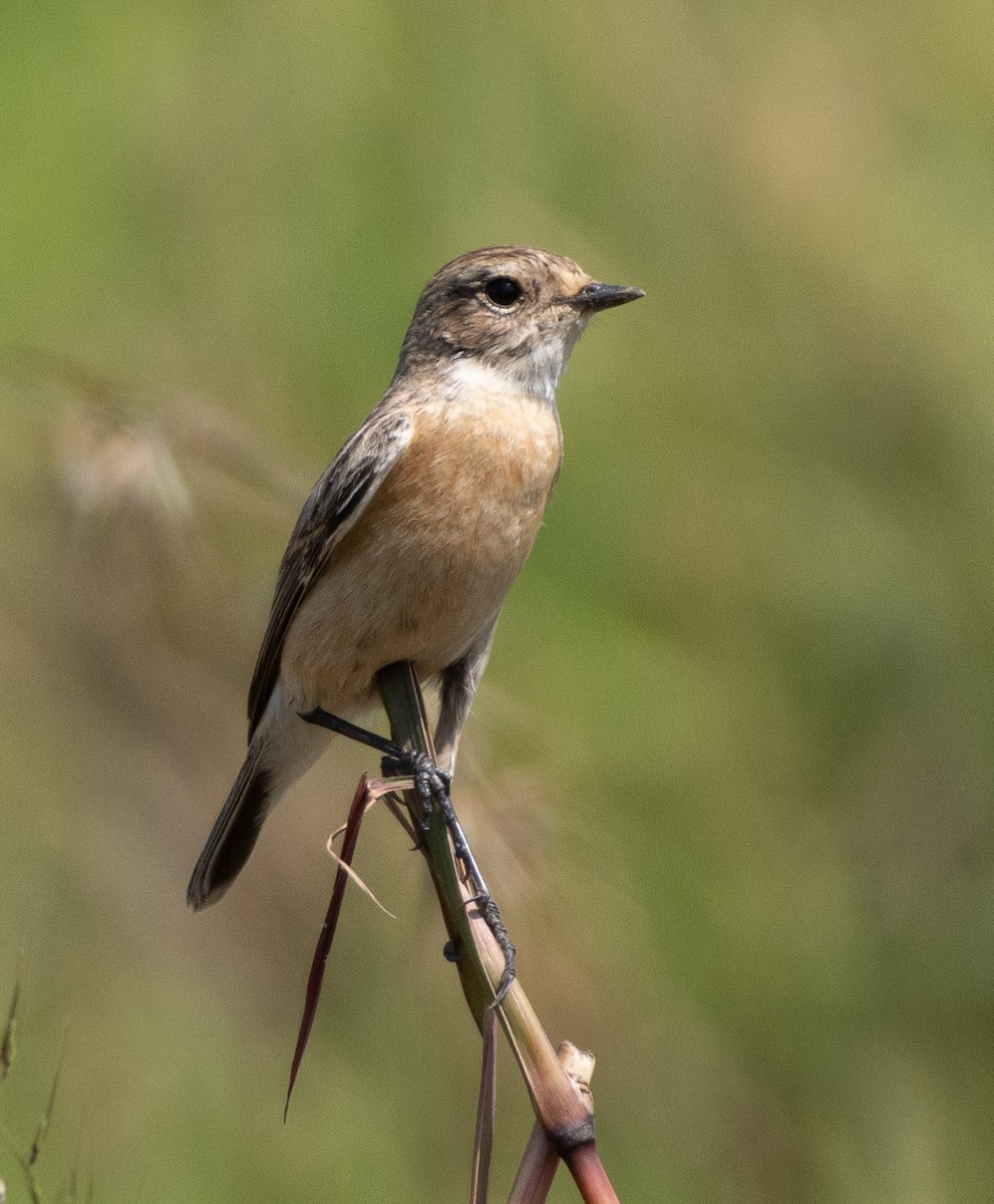 Siberian Stonechat - ML646273418
