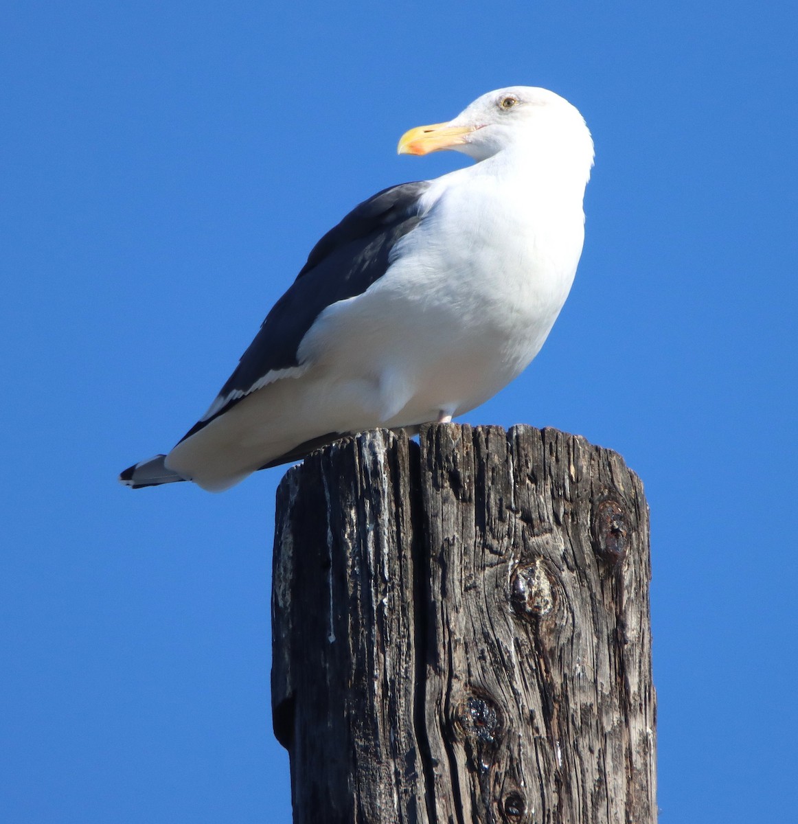 Gaviota Occidental - ML646273419