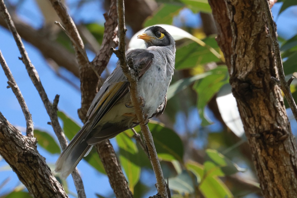 Noisy Miner - ML646273421
