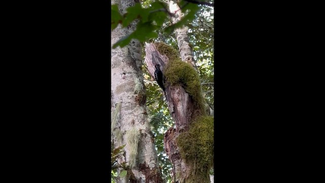 Hairy Woodpecker - ML646273422
