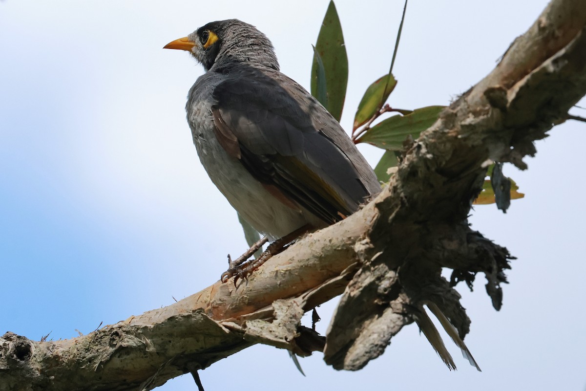 Noisy Miner - ML646273423