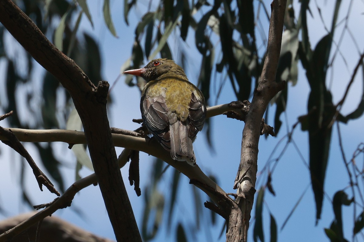 Olive-backed Oriole - ML646273428
