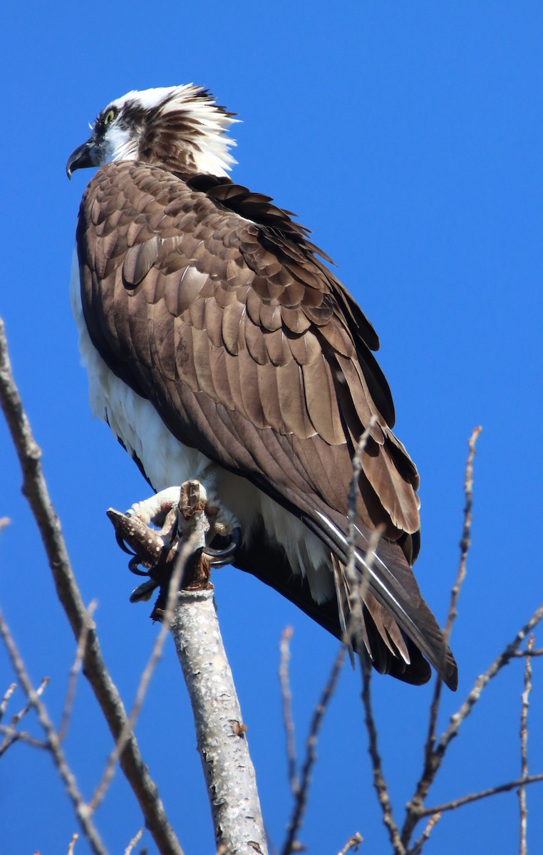 Águila Pescadora - ML646273433