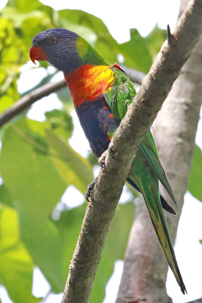 Rainbow Lorikeet - ML646273434