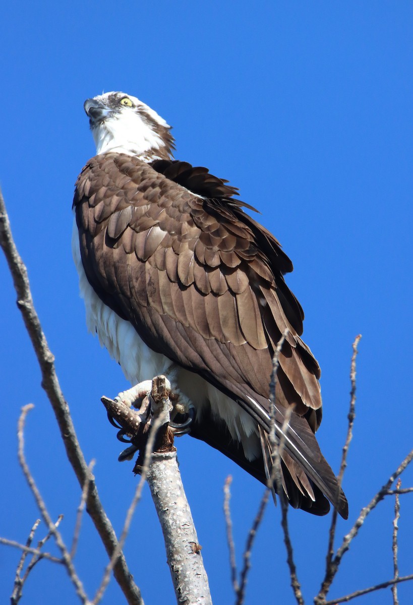 Águila Pescadora - ML646273435