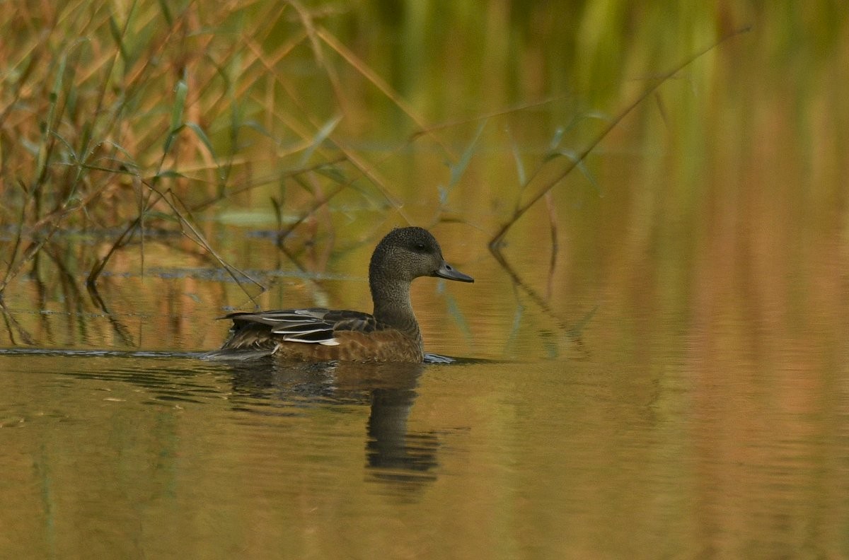 Fischione americano - ML646273436