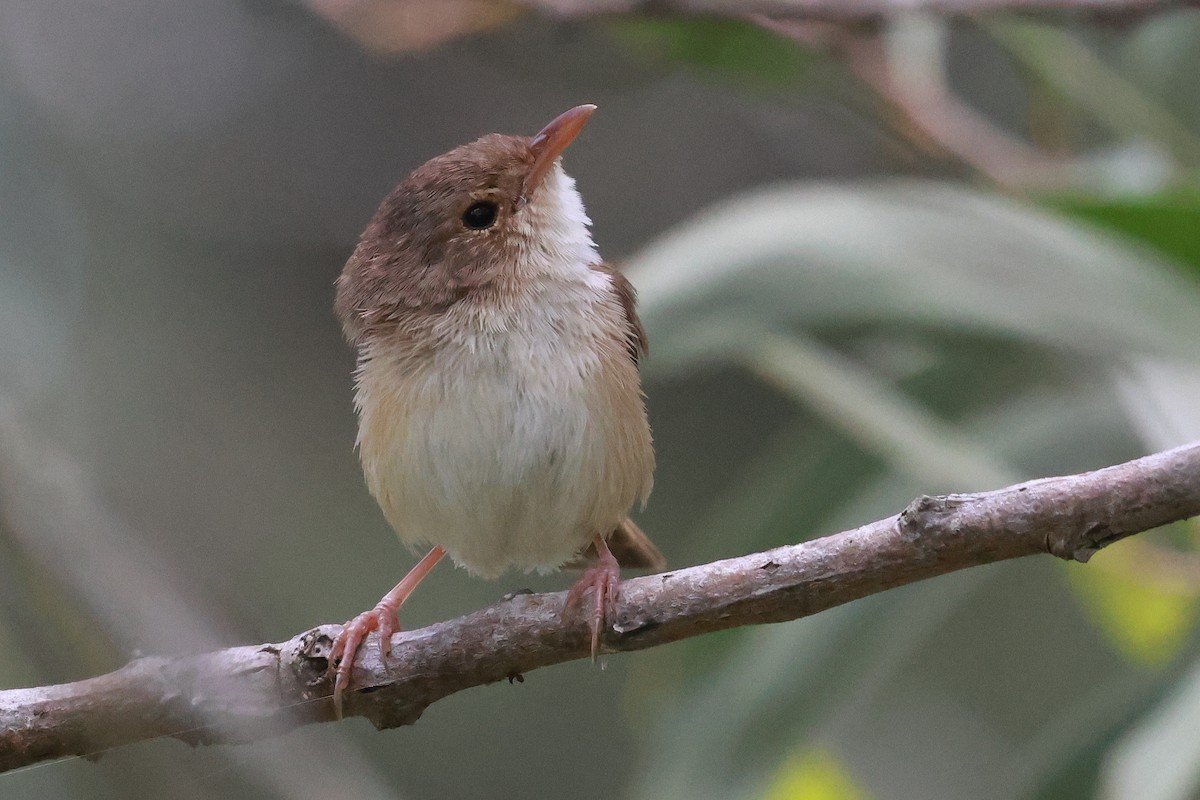 Red-backed Fairywren - ML646273445