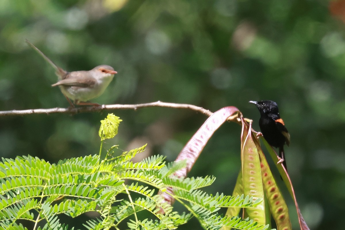 Red-backed Fairywren - ML646273446