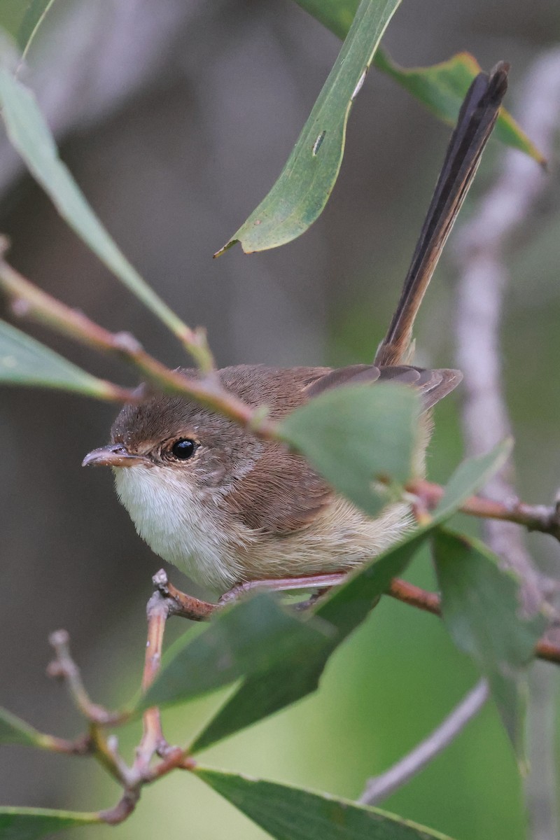 Red-backed Fairywren - ML646273448