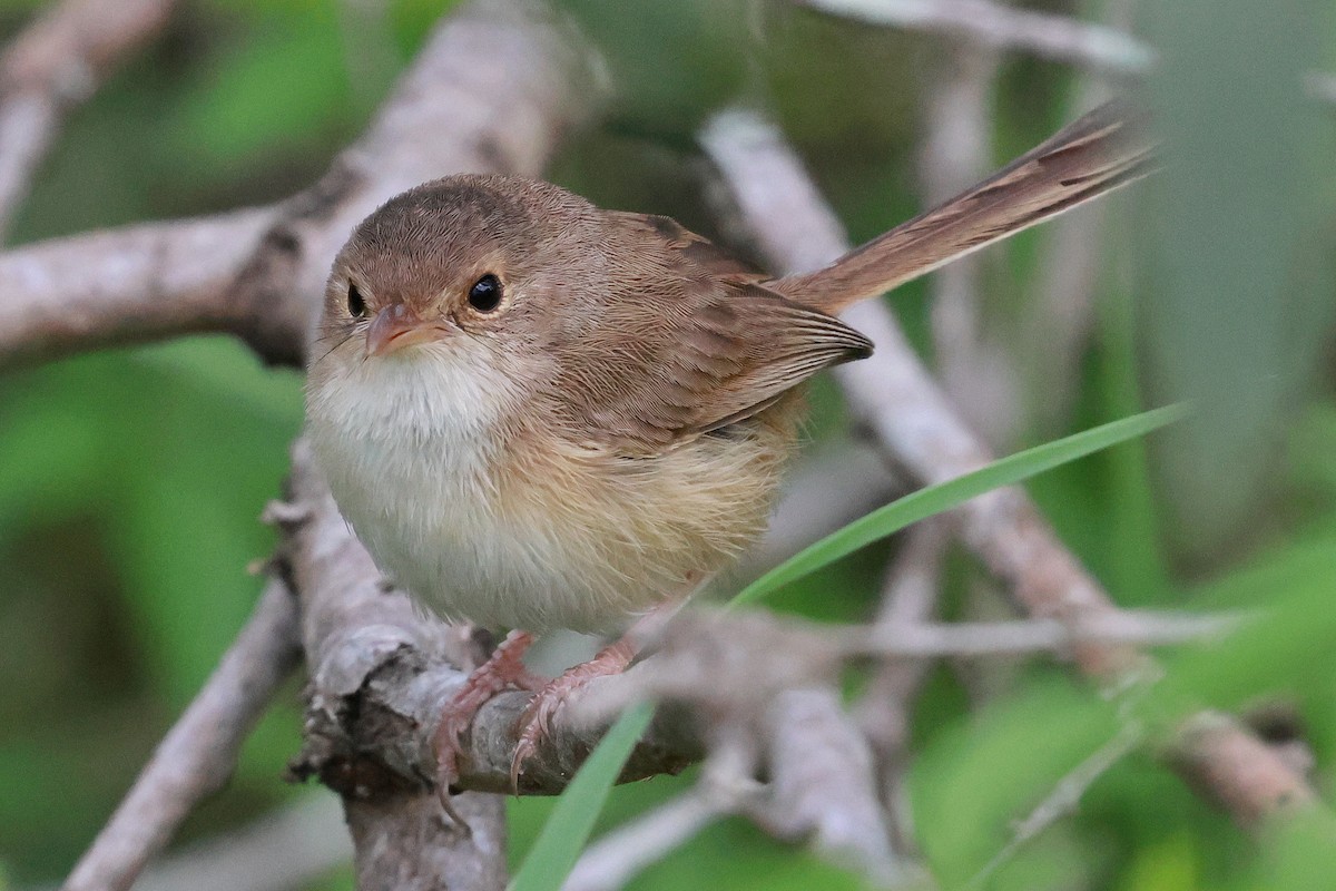 Red-backed Fairywren - ML646273451