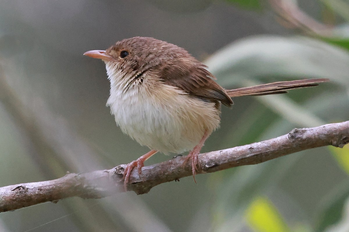 Red-backed Fairywren - ML646273452