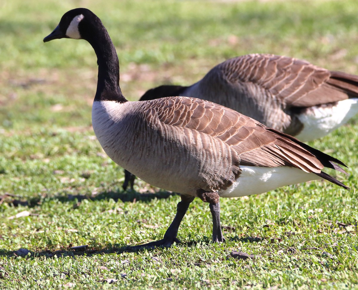 Barnacla Canadiense Grande - ML646273453