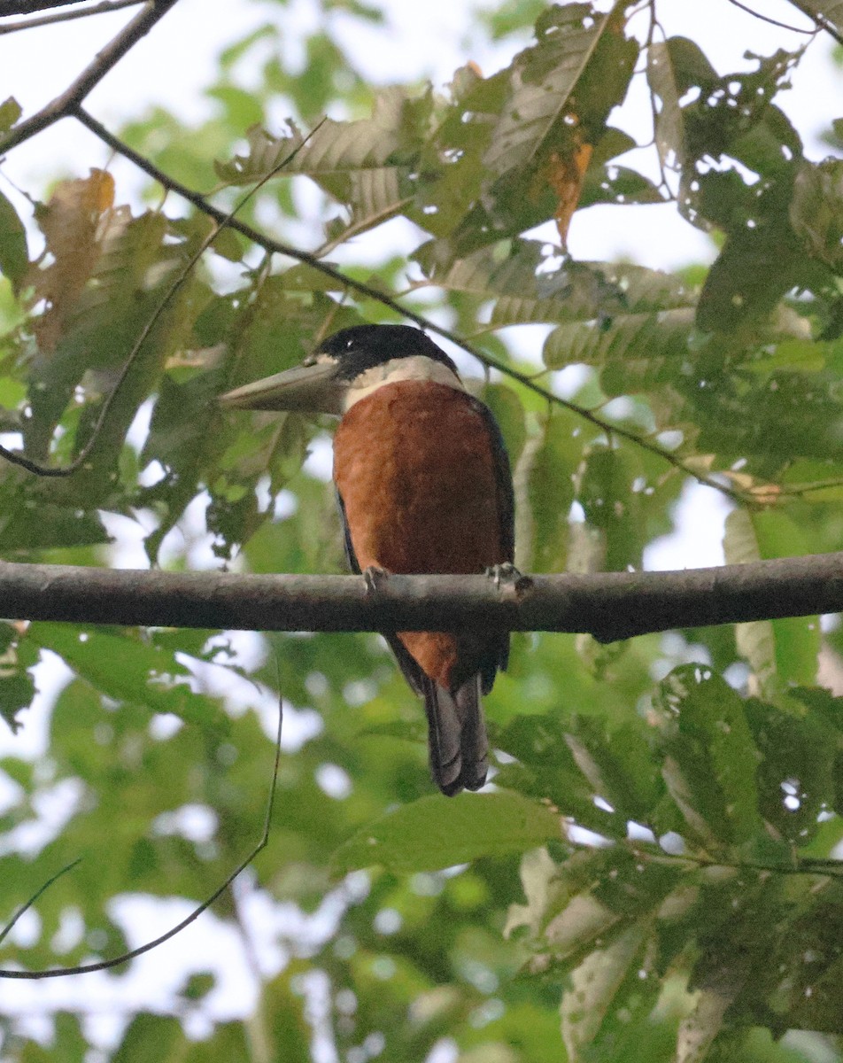 Cucaburra Ventrirrufa - ML646273465