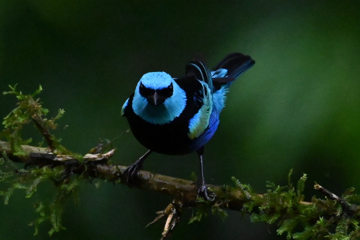 Blue-necked Tanager - ML646273469