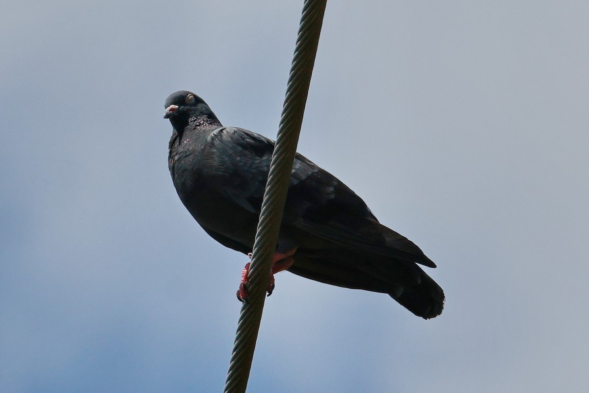 Kaya Güvercini (evcil tip) - ML646273471