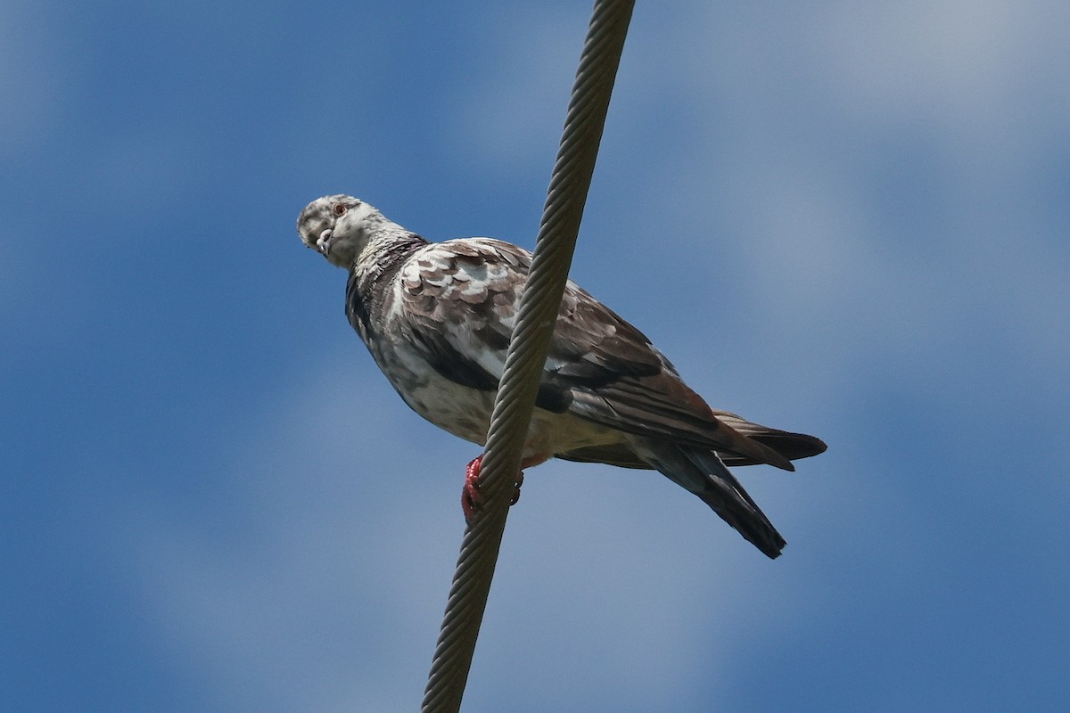 Kaya Güvercini (evcil tip) - ML646273472