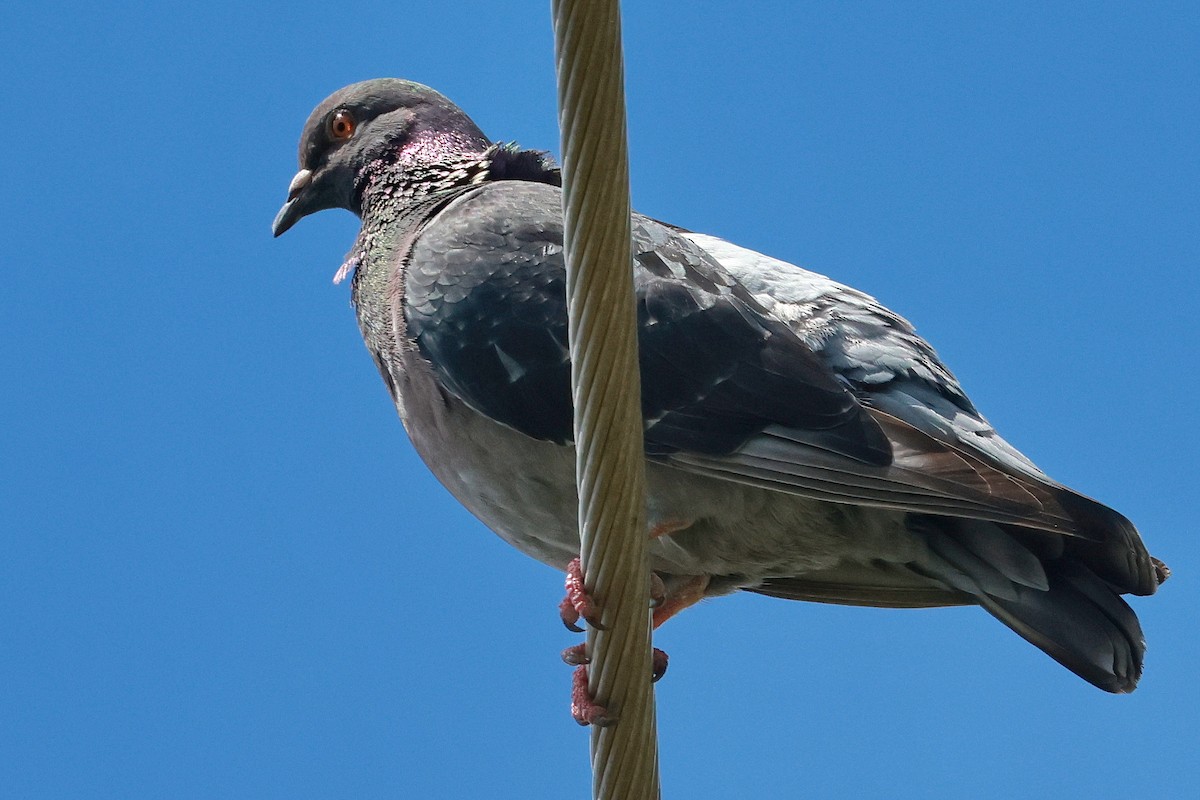 Kaya Güvercini (evcil tip) - ML646273474