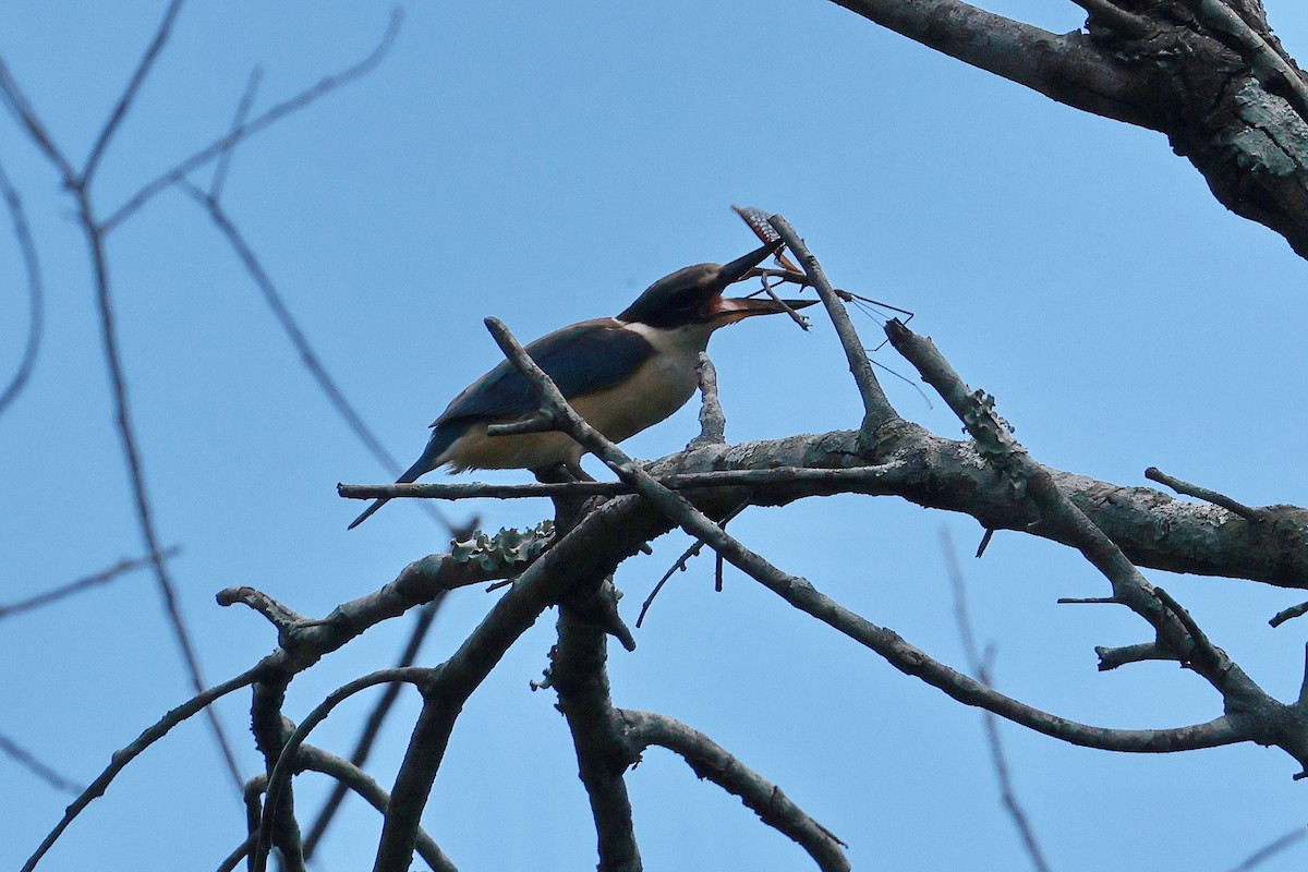 Sacred Kingfisher - ML646273479
