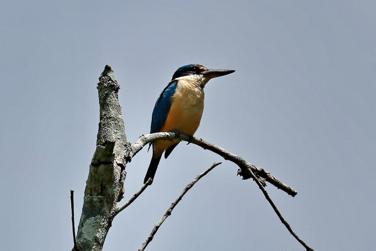Sacred Kingfisher - ML646273482