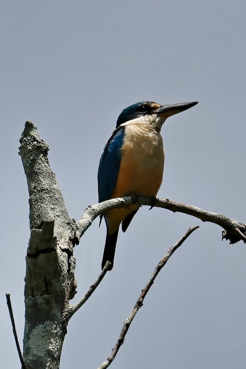 Sacred Kingfisher - ML646273485