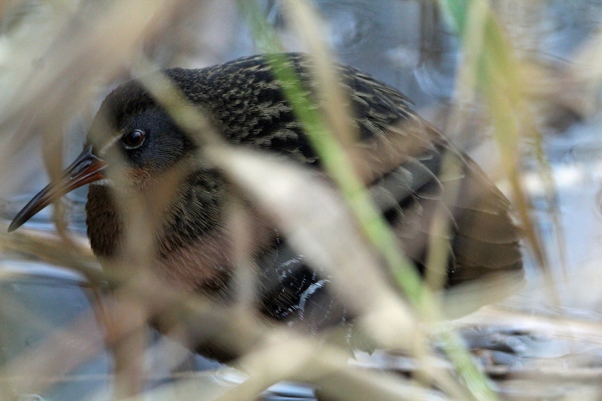 Пастушок віргінський - ML646273486