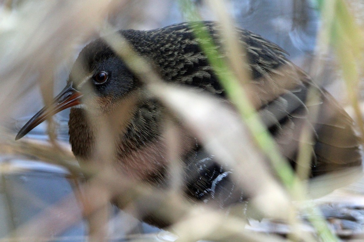 Пастушок віргінський - ML646273488