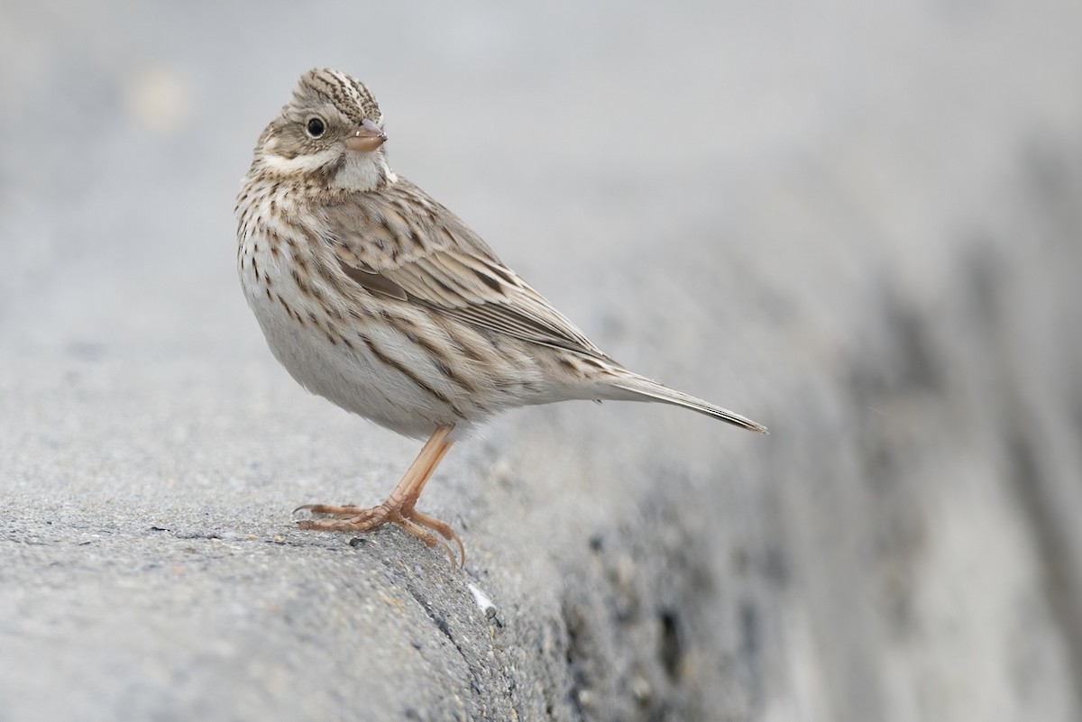 Savannah Sparrow (Ipswich) - ML646273492