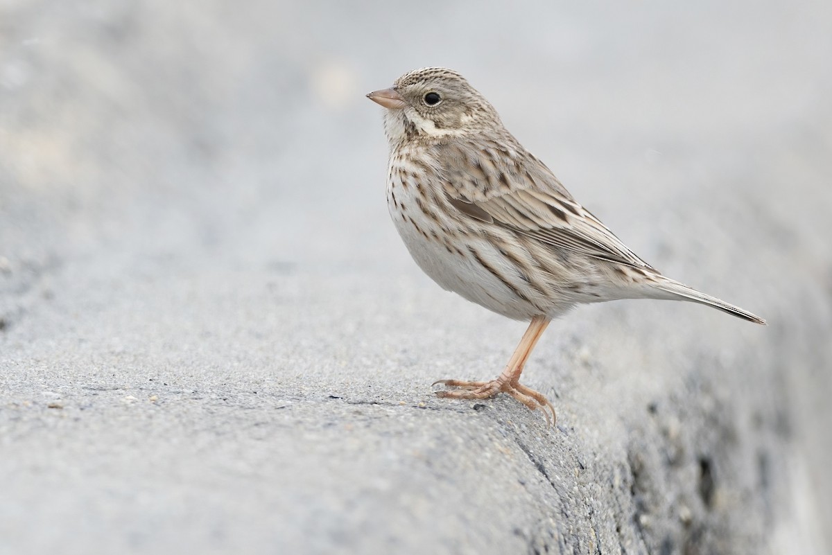 Savannah Sparrow (Ipswich) - ML646273493