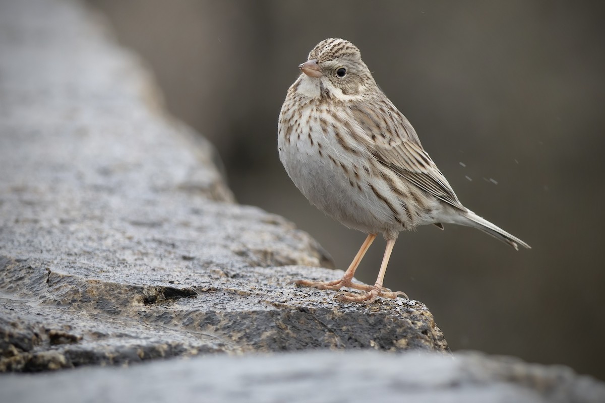 Savannah Sparrow (Ipswich) - ML646273494