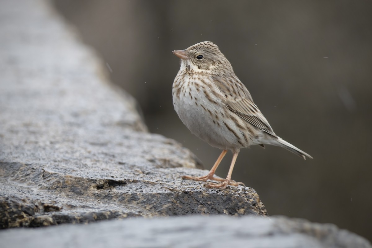 Savannah Sparrow (Ipswich) - ML646273495