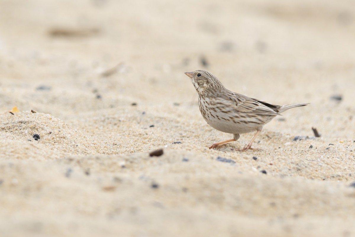 Savannah Sparrow (Ipswich) - ML646273496