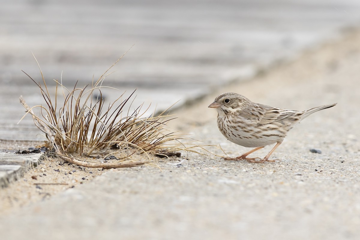 Savannah Sparrow (Ipswich) - ML646273497