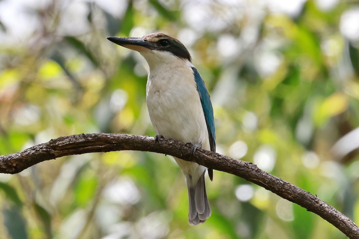 Sacred Kingfisher - ML646273498