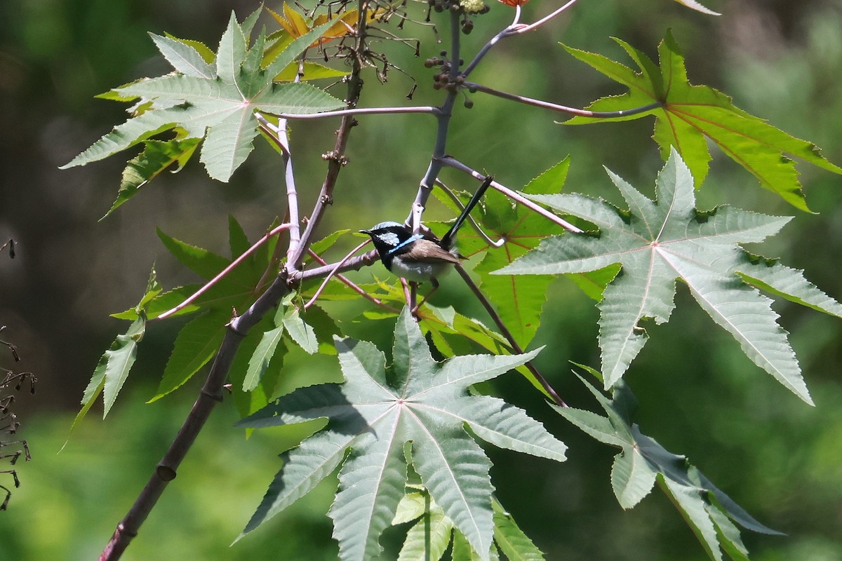 Superb Fairywren - ML646273499