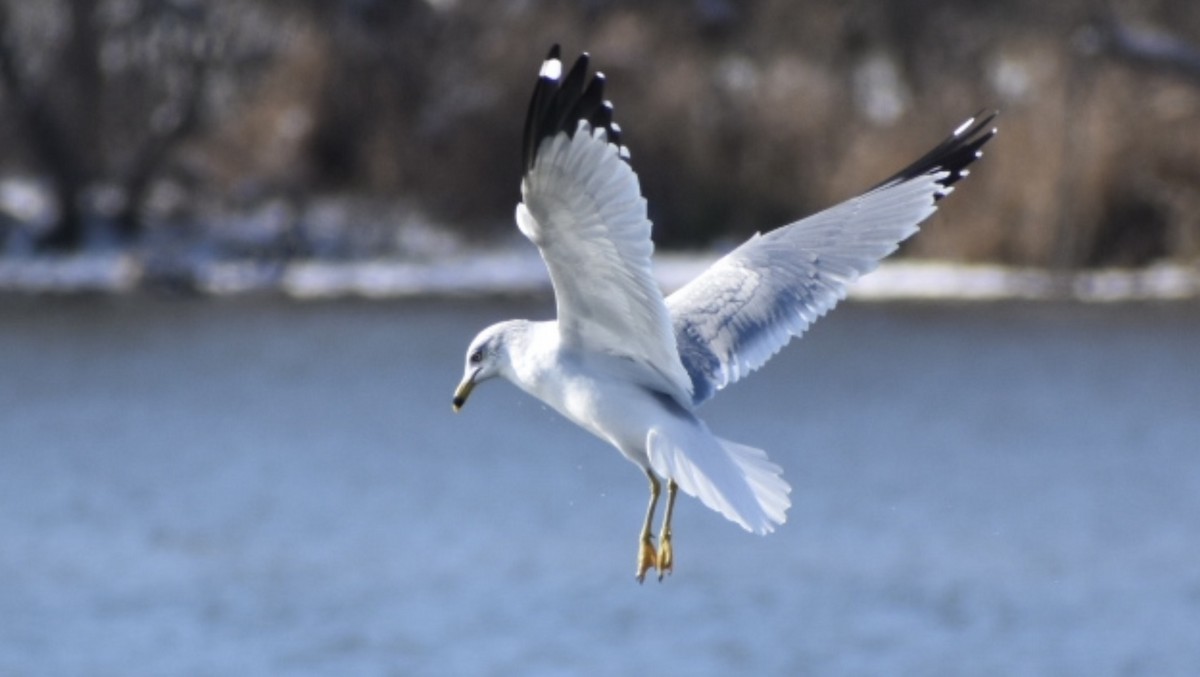 Ring-billed Gull - ML646273501