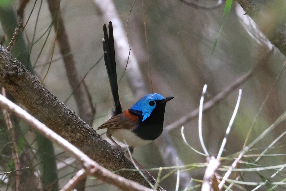 Variegated Fairywren - ML646273504
