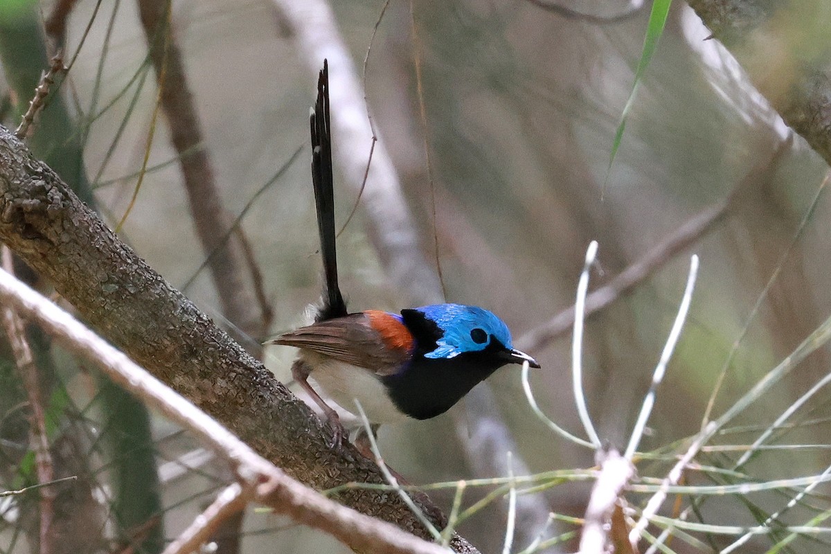 Variegated Fairywren - ML646273505