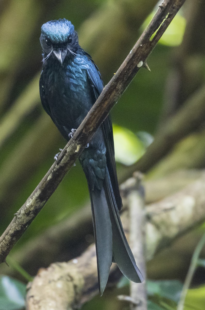 Bronzed Drongo - ML646273510