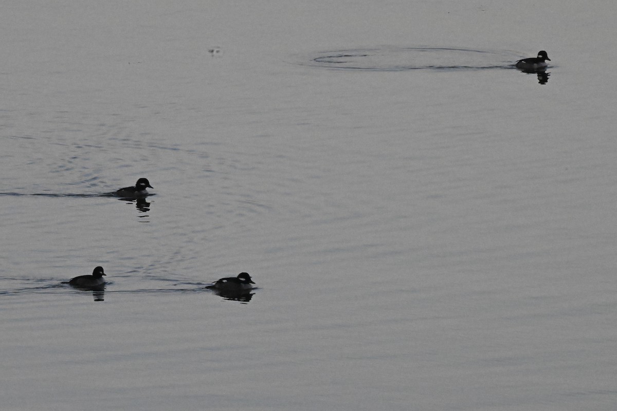 ヒメハジロ - ML646273512