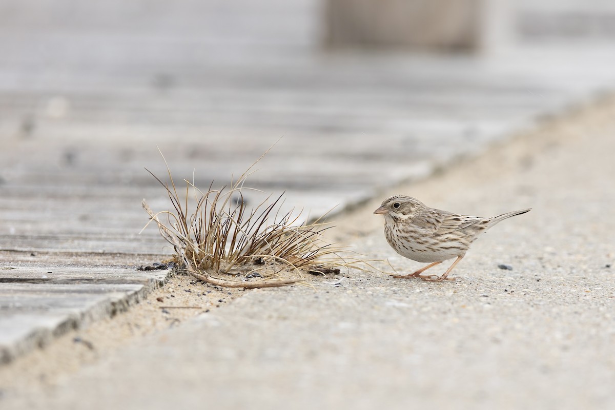Savannah Sparrow (Ipswich) - ML646273514
