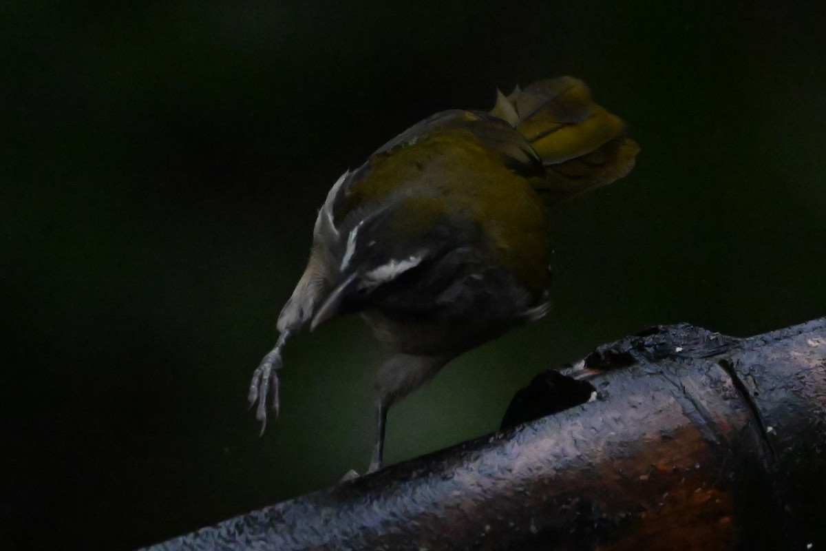 Buff-throated Saltator - ML646273515
