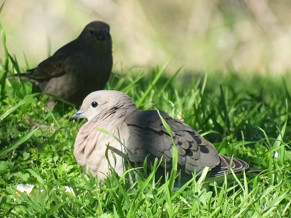 Eared Dove - ML646273521