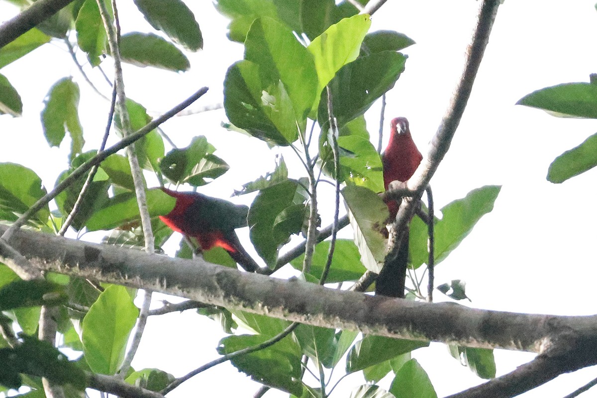 Moluccan King-Parrot - ML646273522
