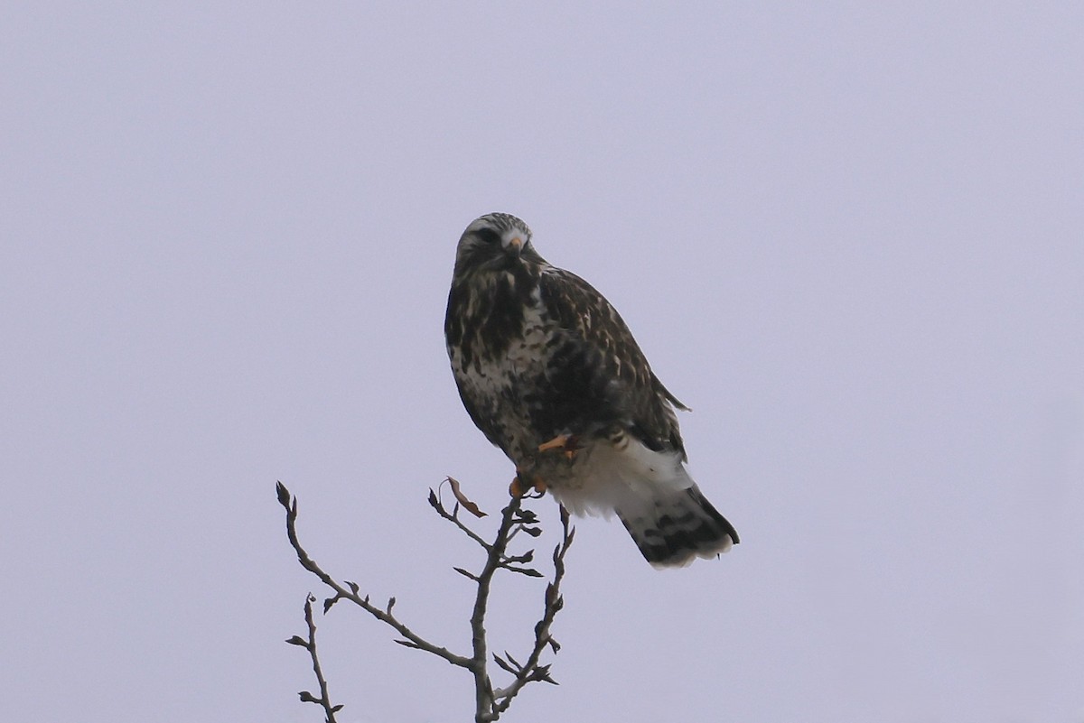 Rough-legged Hawk - ML646273524