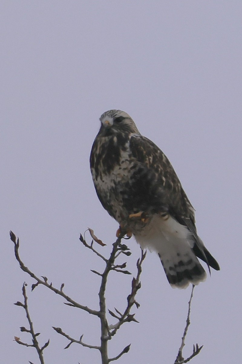 Rough-legged Hawk - ML646273525
