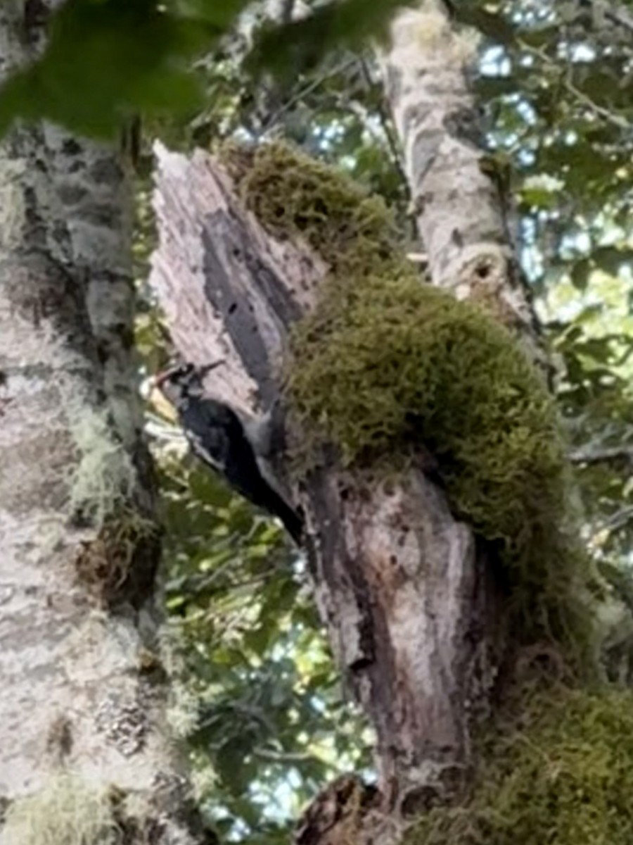 Hairy Woodpecker - ML646273526