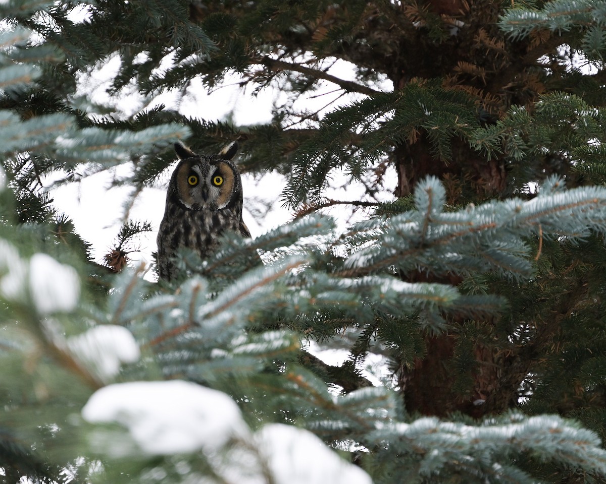 Long-eared Owl - ML646273527
