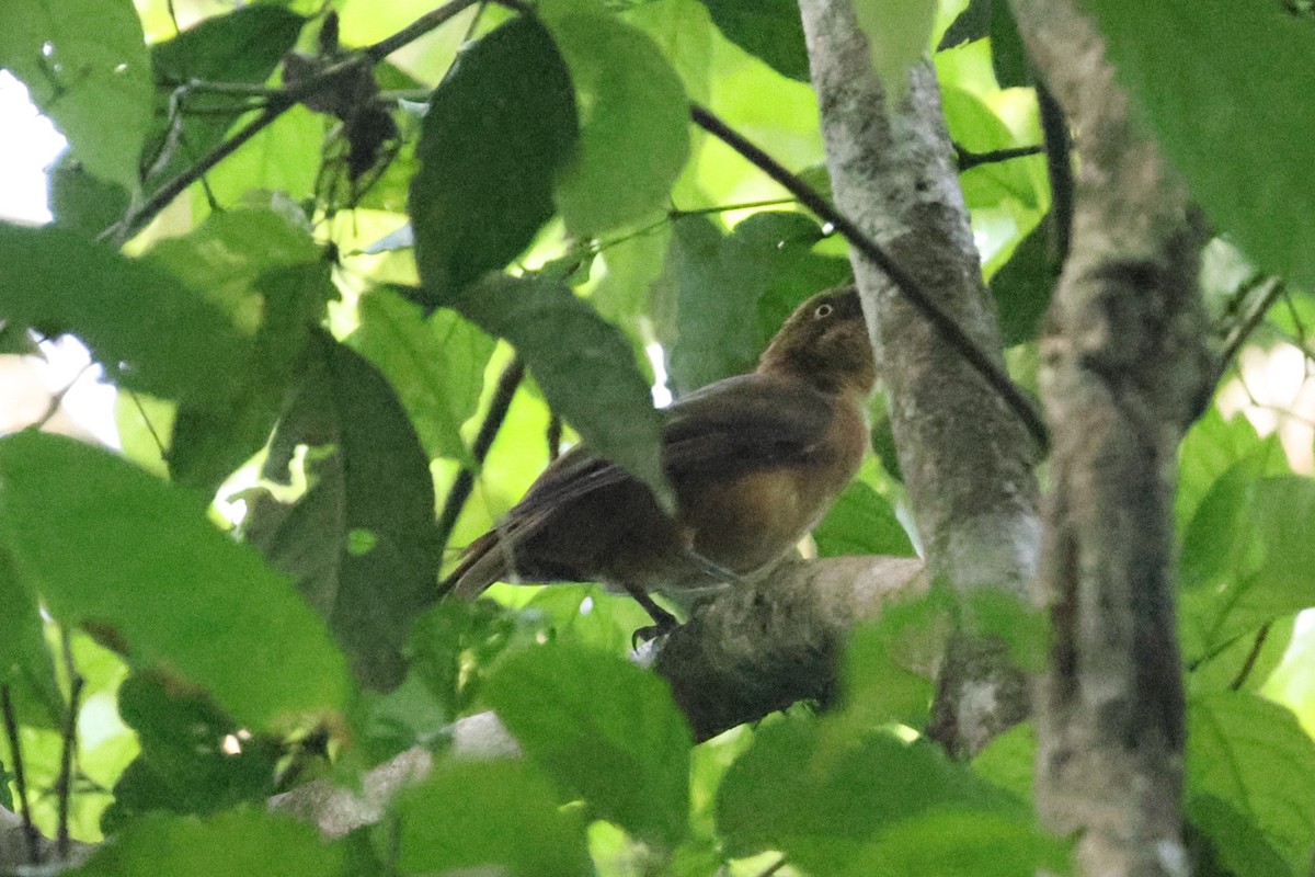 Papuan Babbler - ML646273531