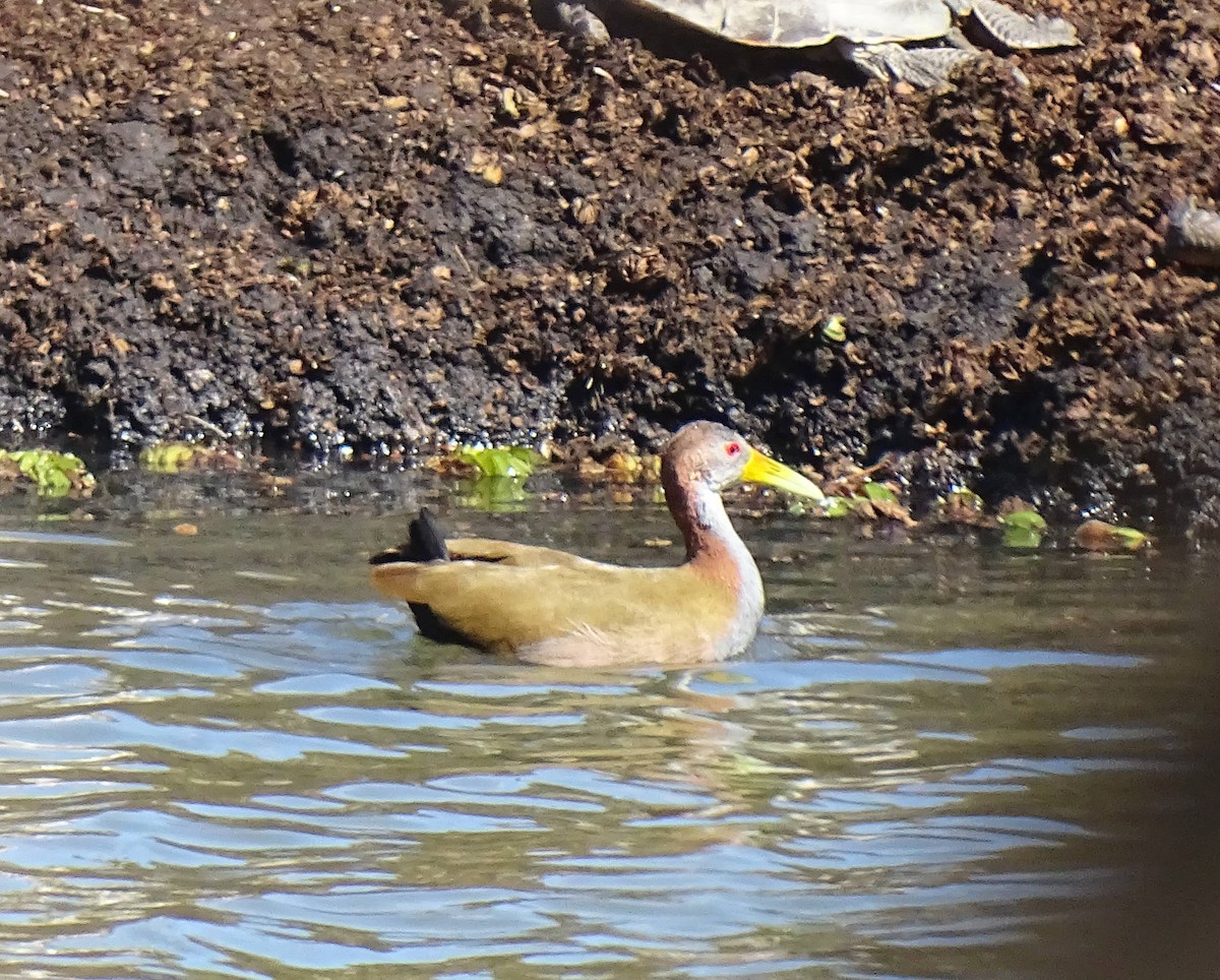 Giant Wood-Rail - ML646273532